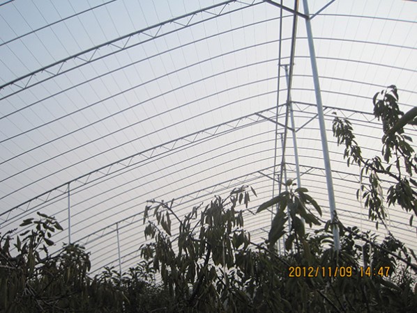 果樹(shù)大棚